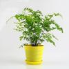 Helechos en maceta Helecho culantrillo de hoja pequeña Helecho culantrillo Plantas en maceta Interior Helecho de Boston Helecho cola de lobo Helecho nido de pájaro