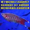 Pez Betta Chino Pez de Agua Fría Cola de Forca Común Fácil de Criar Pez Ornamental Cola de Forca Azul Fuego Australiano No Necesita Cambiar el Agua Alevín de Pez Betta Chino Cola de Forca Común Gigante