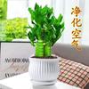 Planta en maceta Bubugao Bambú de Guanyin, Bambú de la Fortuna, Bambú Loto, Cultivado en Tierra y Cultivado en Agua, Planta de Interior para Sala de Estar que Absorbe Aldehídos Particular