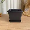 Maceta Cuadrada de Plástico para Suculentas, Maceta Cuadrada Sedum Ébano, Tronco Viejo Ultra Grueso, Racimo Pequeño, Lithops Extra Duro Blanco y Negro