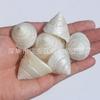 Concha Natural Búzio Estrela do Mar Aquário Tanque de Peixes Paisagismo Criativo Concha Substituta Caranguejo Eremita Decoração Material DIY Atacado