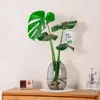 Planta Hidropônica Monstera Planta Verde Purificação do Ar Interno Ave do Paraíso Folha Grande Folhagem Perene de Interior Vaso Tronco Velho