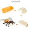 Juguete modelo de animal pequeño simulación ciclo de vida crecimiento rana tortuga pollo Montessori material didáctico preescolar venta al por mayor