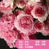Balcón de Jugo Palo para Piruleta Rosa con Plántulas de Rosa Florecientes, Plantas con Floración Multitemporada, Plántulas de Rosa para Jardín