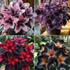Fornecimento transfronteiriço de flores de epiderme coloridas com folhas, caules de raízes de flores de epiderme, bulbos de flores de epiderme chama de pavão e sementes de flores no atacado