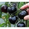 Plántulas de berenjena para cuatro estaciones, plantas en maceta con tierra, variedades viejas injertadas de berenjena morada y semillas de berenjena de Hangzhou, plántulas de hortalizas de primavera