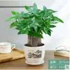 Bonsai de Árvore da Fortuna Grande para Sala de Estar, Planta com Flor Interna Fácil de Cuidar, Adequado para Inauguração de Casa, Planta Verde para Mesa de Escritório