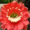 Cacto Flor de Jasmim Carmesim em vaso para decoração de escritório e casa, flores de varanda, mudas de suculentas