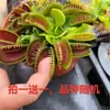 Planta Carnívora Mágica, Planta Trampa Mosca, Planta Pequeña en Maceta, Trampa para Mosquitos, Trampa para Insectos, Fácil de Cultivar, Compra Uno y Llévate Otro Gratis
