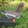 Cebo para aves de corral de simulación Canadá pavo americano jardín pato falso cebo de caza pato flotante ganso ruso