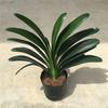 Planta Clivia en maceta con brotes, plántulas antiguas, que florece en todas las estaciones, fácil de cultivar, plantas verdes de interior, cabezas redondas.