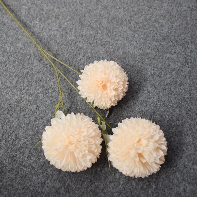 3头球菊 香槟色