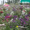 Floración de Cuatro Estaciones, Combinaciones Variadas de Flores Silvestres, Semillas de Flores de Hierba, Flores de Semilla Fáciles de Cultivar y Vivas, Semillas de Flores Mar de Flores Enverdecidas
