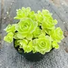 Base de planta suculenta autoproducida y autovendida al por mayor suculentas pequeñas combinación de flores plantas en maceta plantas carnosas Lithops Haworthia