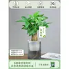 Árbol del Dinero Maceta Flores, Sala de Estar, Casa Próspera, Plantas Verdes, Fácil de Cultivar en Todas las Estaciones, Árbol del Dinero, Plantas Hidropónicas de Escritorio para Oficina