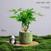 Árvore da Fortuna Plantada em Vaso Desktop Planta Criativa Enfeites Florais de Escritório e Plantas Verdes Coco Rico Funcho Pequeno Bonsai