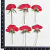 Rosa Lado Prensado Flor de Rosa Flor Prensada Planta de Enseñanza para Niños Pequeños Material de Espécimen Pegamento Flor Seca Funda para Teléfono Móvil DIY