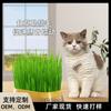 Cuenco de Hierba para Gatos Transfronterizo Caja de Cultivo Hidropónico sin Tierra para Comida de Gato Bandeja de Cultivo Caja de Hierba para Gatos Set de Hierba Gatuna Venta al por Mayor