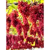 Uvas Vermelhas Kurnson Frescas Colhidas, Fruta Fresca, Crocantes e Doces, Casca Fina, Sem Sementes, Adequadas para Gestantes, Entrega Direta do Pomar, Beleza de Gelo
