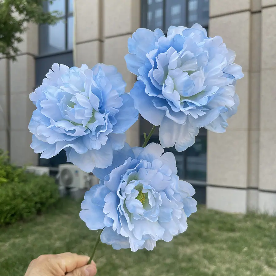 3头月光翻瓣牡丹-xmmjx-天蓝.JPG