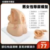 Cateterización Femenina Anatomía Genital Interna y Externa y Modelo de Cateterización Masculina Sistema Urinario Humano Modelo del Sistema Reproductor