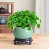 Bola de musgo Grama-moeda hidropônica fácil de cuidar para interior sem ansiedade pequena planta em vaso escritório mesa de centro desktop planta verde de interior
