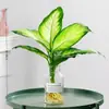 Planta Hidropónica Marian Dorada Findai Wannian Verde en Maceta Planta Verde para Hombres Perezosos Purificadora de Aire para Escritorio de Interior y Fácil de Cuidar