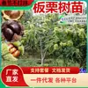 Un castaño joven para entrega, extra grande, plantado en el norte y el sur, Dahongpao, y da fruto en el mismo año, plantado en Qianxi, castaños injertados