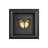 Borboleta Cauda de Andorinha Vermelha e Verde Espécime Real de Borboleta Pintura Decorativa para Pendurar Ornamento de Borboleta Cauda de Andorinha com Moldura de Madeira Maciça como Presente para um Amigo Próximo