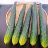 Modelos Simulados de Pepino e Berinjela, Pepinos Falsos, Pepinos Verdes, Milho, Melão Amargo, Adereços para Fotografia, Decorações de Frutas e Legumes para Vitrines