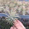 Piña de Aire Planta sin Tierra para Personas Mayores, Hierba de Aire Piña Planta Verde Creativa de Cuatro Estaciones Perenne Colgante de Interior