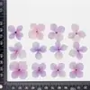 Hortênsia Color-absorvente Tingimento Flor Seca Baffer Planta Amostra Moldura de Foto Marcador Decoração Facial Pintura Decalque Artesanal DIY