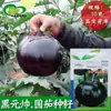 Semillas de Berenjena Redonda Black Marshal Base para Huerto de Verduras Maduración Media-Tardía Semillas de Verdura de Berenjena Negro Morado