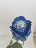 Pintura de flores arte floral absorción de color flor de color a base de agua auto-pintura secado rápido color niebla flor de color spray venta al por mayor