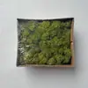 Musgo Reno Florero Vida Eterna Sin Impurezas Paquete de 100g Marco de Fotos Hecho a Mano DIY Paisaje en Miniatura Material de Flores 30 Colores en Stock Venta al por Mayor