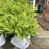 Helecho de Boston Planta en Maceta, Planta Verde en Maceta Grande Colgante, Fácil de Mantener en Interiores, Perenne Todo el Año, Helecho de Boston Dorado, Helecho Rey