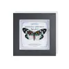 Marco de Vidrio Moderno Sencillo para Espécimenes de Mariposa Sala de Estar Regalo Pintura Decorativa Marco de Espécimen
