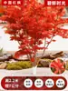 Venta al por mayor Plántulas de Arce Rojo Japonés Cuatro Estaciones Wumei Rojo Plantación en Suelo de Patio Árboles Grandes Resistentes al Frío Plantas de Forestación para Exteriores Viento