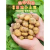 Batatas Pequenas de Enshi, Batatas Frescas, Batatas de Alta Montanha Macias e Pegajosas, Batatinhas, Legumes da Estação, Entrega Direta do Local de Origem