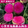 Sementes de Rabanete Bonitas, Sementes de Rabanete Fruto Vermelho Salão Cheio, Sementes de Rabanete de Polpa Vermelha e Casca Verde, Sementes de Hortaliças para Varanda