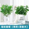Dropshipping Menta en Maceta Menta Limón Comestible Planta Hidropónica Romero Pothos Cesta Planta Verde Flor de Interior