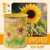 Cultivando Pequenas Plantas Verdes em Vasos, Plantas Enlatadas, Plantas de Mesa Fáceis de Cuidar, Sementes, Morangos, Girassóis, Presentes para Estudantes, Observação de Plantas