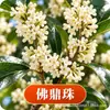 Muda de Osmanthus em Vaso Osmanthus Dourado Osmanthus das Quatro Estações Tipo Flores de Fragrância Rica Interior Exterior Pátio Varanda Plantio no Solo Fácil de Cultivar Plantas Verdes