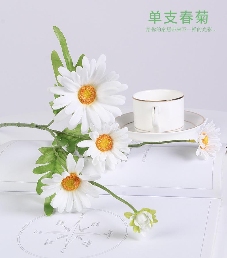 单支春菊三头菊花