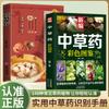 Livros de Medicina Herbal Chinesa Genuína Atlas Colorido Daquan Atlas de Cores Primárias Livros Antigos de Medicina Chinesa Atacado