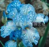Semillas de rizomas de iris de flor azul, semillas de flores de bulbo, fáciles de cultivar y florecen todo el año, adecuadas para paisajismo de jardines y plantas en maceta