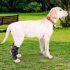 Joelheira esportiva para animais de estimação, proteção para recuperação de cirurgia de cães, equipamento de proteção para joelho de animais de estimação, suprimentos para animais de estimação, fábrica em Shenzhen