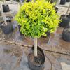 Árbol Lollipop Brillante de Ligustro con Forma de Corazón Árbol de Cera de Sichuan y Yunnan Ciprés Azul Hielo Flor Luminosa de Limón Planta Espejo Planta en Maceta