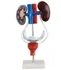 Modelo de anatomía del sistema genitourinario femenino, molde médico del sistema urinario
