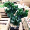 Plantas Verdes Imortais em Vasos Jade Colorido Unicórnio Selo de Unicórnio Suculenta Quilha Brasileira Wanzhongshan Interior Escritório